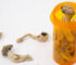 buy magic psychedelic mushrooms uk