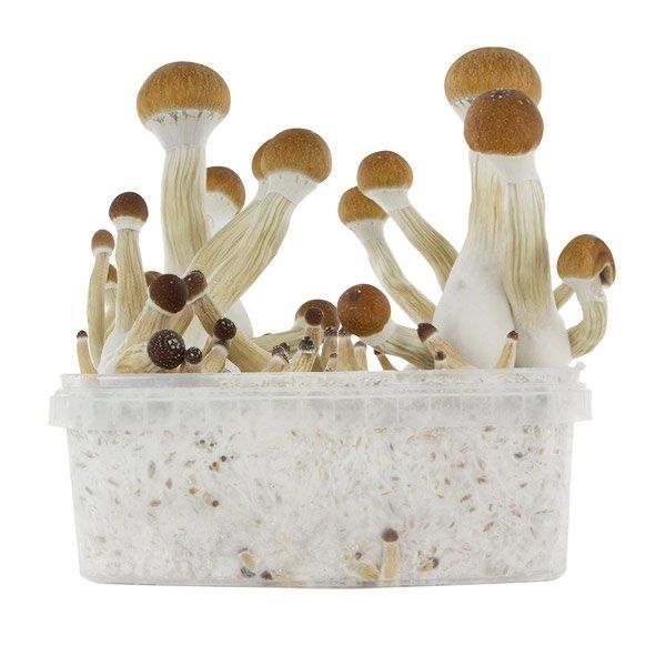 golden teacher grow kit, buy magic mushrooms grow kits uk