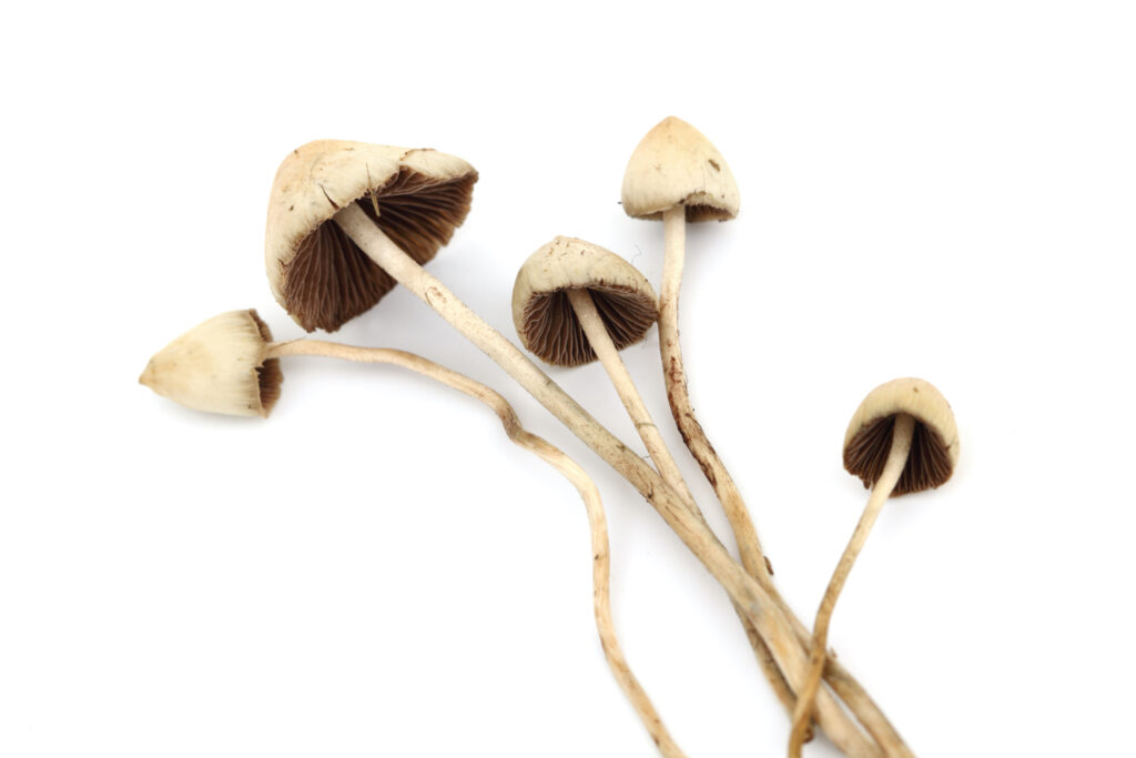 liberty caps, psychedelic mushrooms, magic mushrooms uk