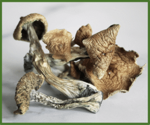 buy dried golden teacher mushrooms in uk