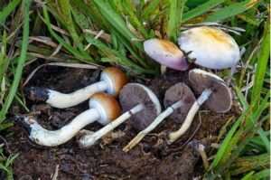 Magic Mushrooms Cubensis