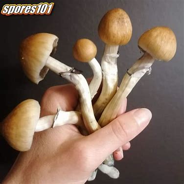 Psilocybe Cubensis Spore Syringe