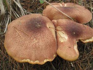 edible mushroom spores for sale