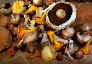 Functional mushrooms