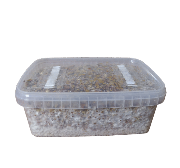 Mexican Magic mushrooms grow kit GetMagic