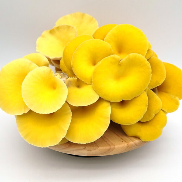 Buy Yellow Oyster Mushrooms