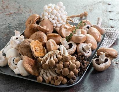 Buy Golden teacher mushroom spores 2025